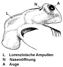 Hammerhai Kopf